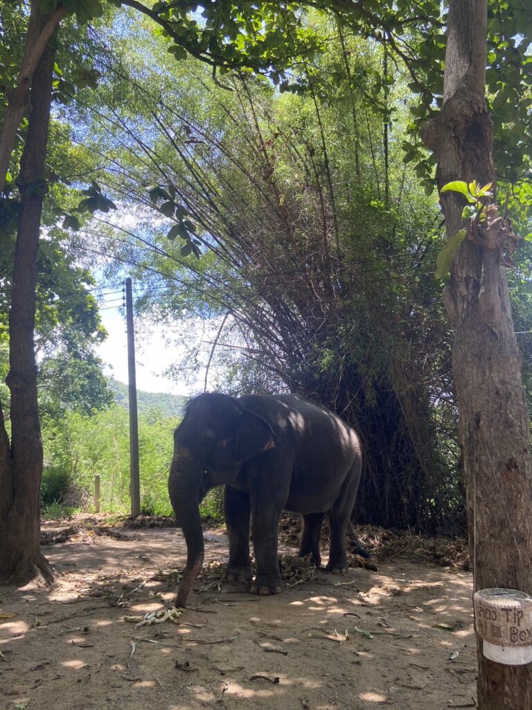 🐘 หมู่บ้านช้างหัวหิน (Elephant Village Hua Hin)