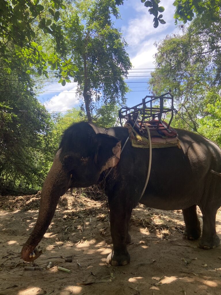 🐘 หมู่บ้านช้างหัวหิน (Elephant Village Hua Hin)1